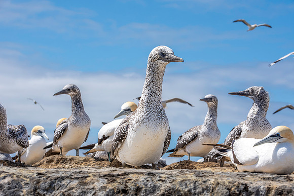 Southern, Australasian Gannet, immature