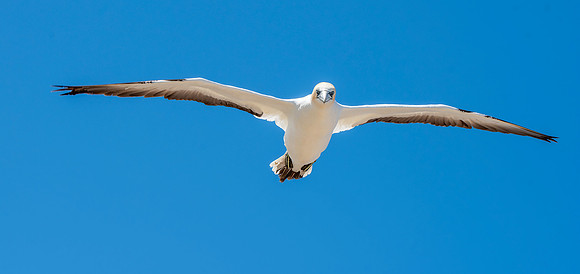 Southern, Australasian Gannet