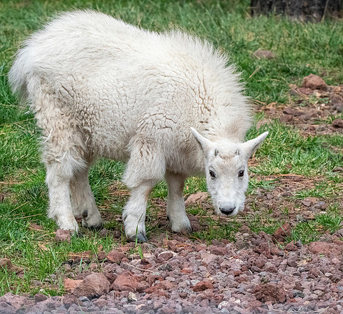 Mountain goat kid
