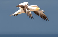 Southern, Australasian Gannet