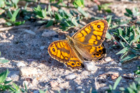 Wall brown