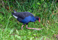 Australasian swamphen