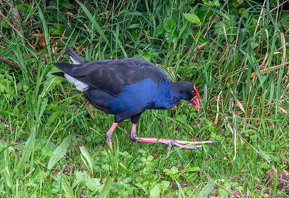 Australasian swamphen