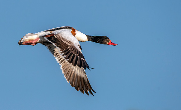 Common shelduck