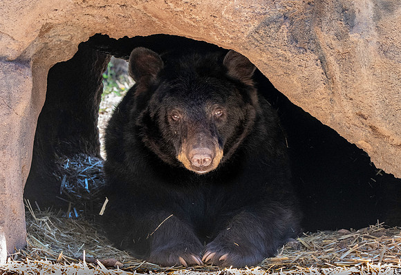 Black bear