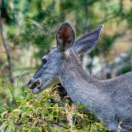 Mule deer
