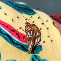 Gulf fritillary