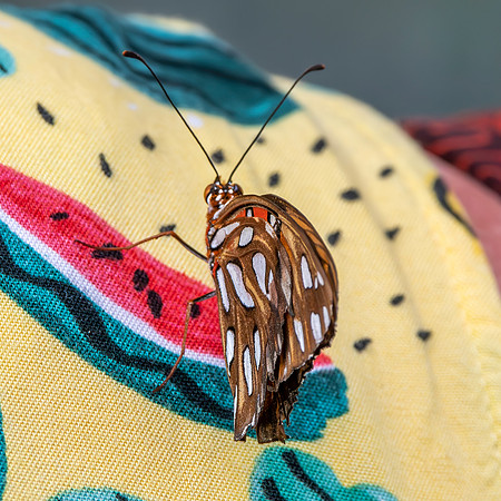Gulf fritillary