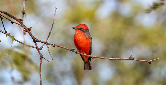 Vermillion flycatcher