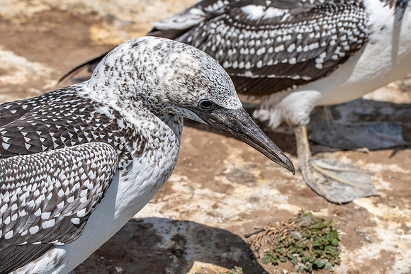 Southern, Australasian Gannet, immature