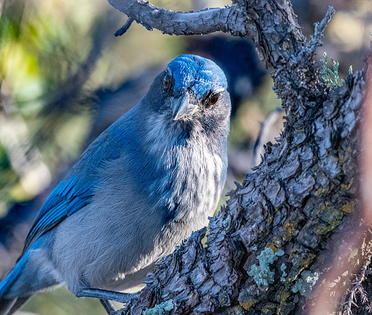 Woodhouse's scrub jay
