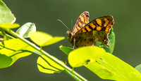 Speckled wood
