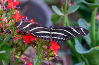 Zebra longwing