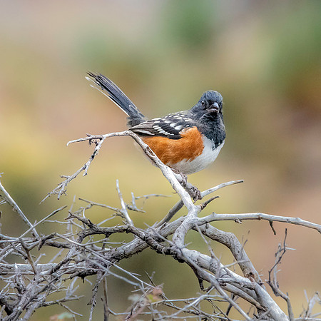 Spotted towhee