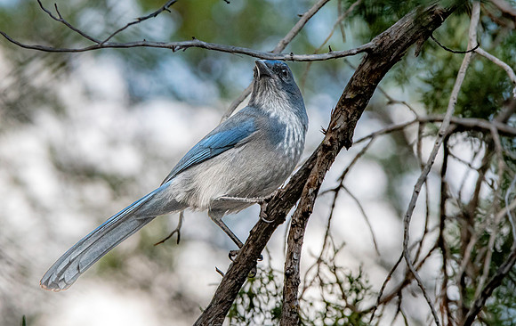 Woodhouse's scrub jay