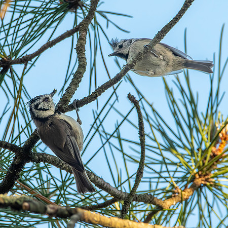 Crested tit