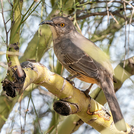 Curve-billed thrasher