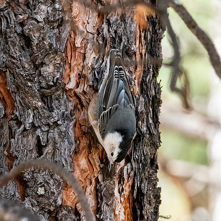White breasted nuthatch