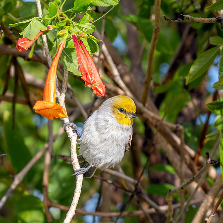 Verdin