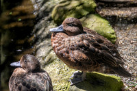 Brown teal / Pāteke