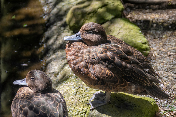 Brown teal / Pāteke