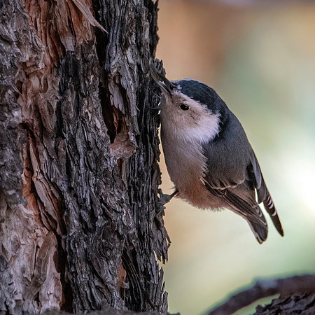 White breasted nuthatch