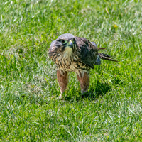 New Zealand falcon