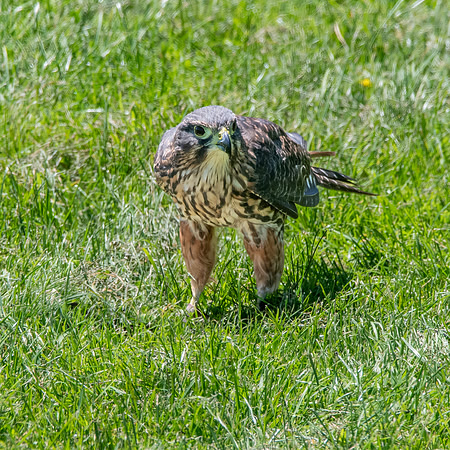 New Zealand falcon