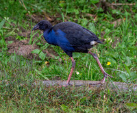 Australasian swamphen, immature