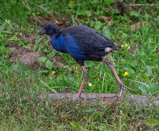 Australasian swamphen, immature