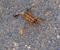 Giant wetapunga