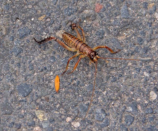 Giant wetapunga