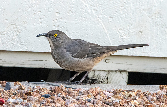 Curve-billed thrasher