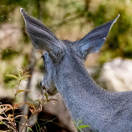 Mule deer