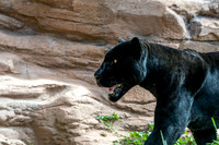 Black jaguar