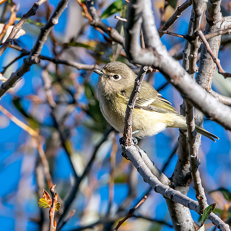 Cassin's vireo