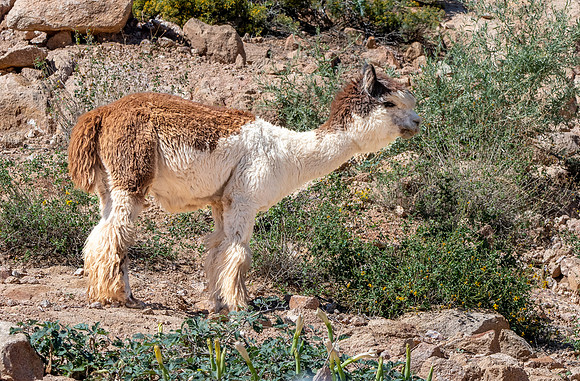 Huacaya alpaca