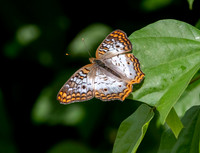 White peacock