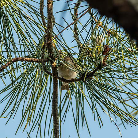 Bonelli's warbler (Western)
