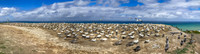 Southern, Australasian Gannet