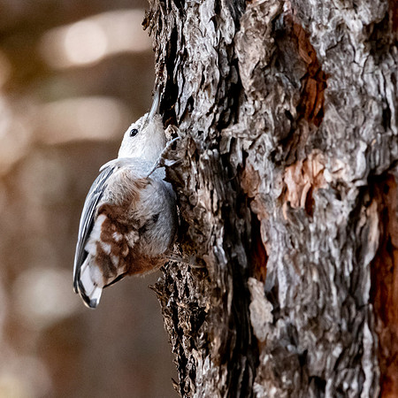 White breasted nuthatch