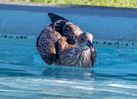Kelp gull, immature
