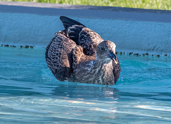 Kelp gull, immature