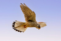 Common Eurasian kestrel