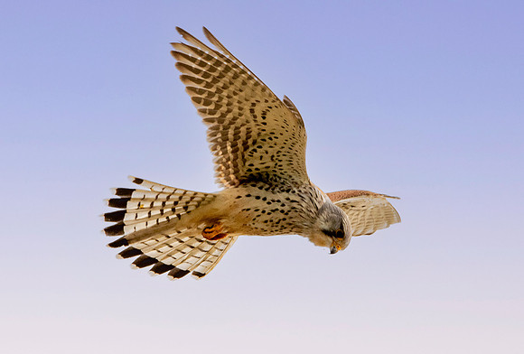 Common Eurasian kestrel