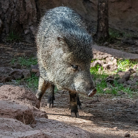 Javelina
