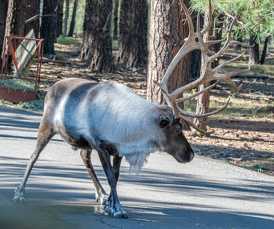 Finnish forest reindeer