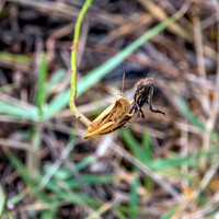 Elegant straw grasshopper