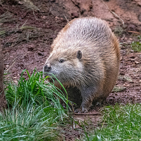 Beaver (Eurasian)