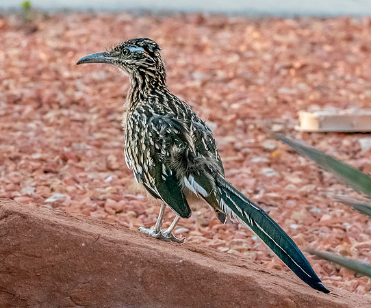 Greater roadrunner